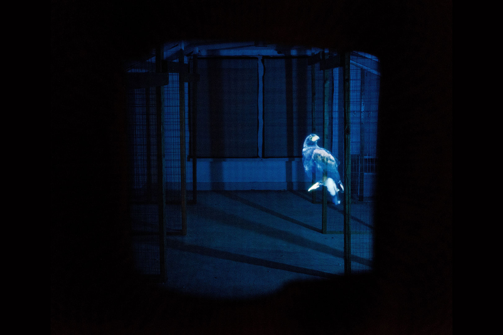 A ghostly bird floating in a dark room